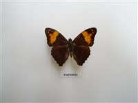 藏品(蛺蝶科-南美洲(六))的圖片